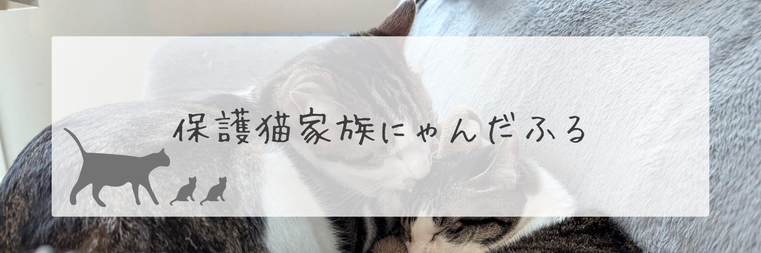 保護猫家族にゃんだふる
